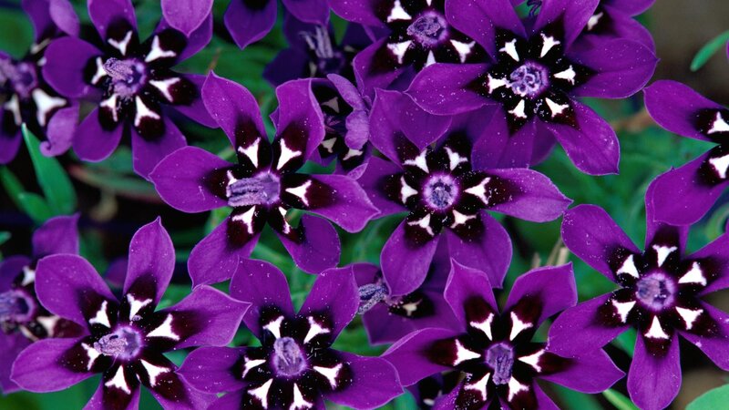 purple flowers with black and white centers