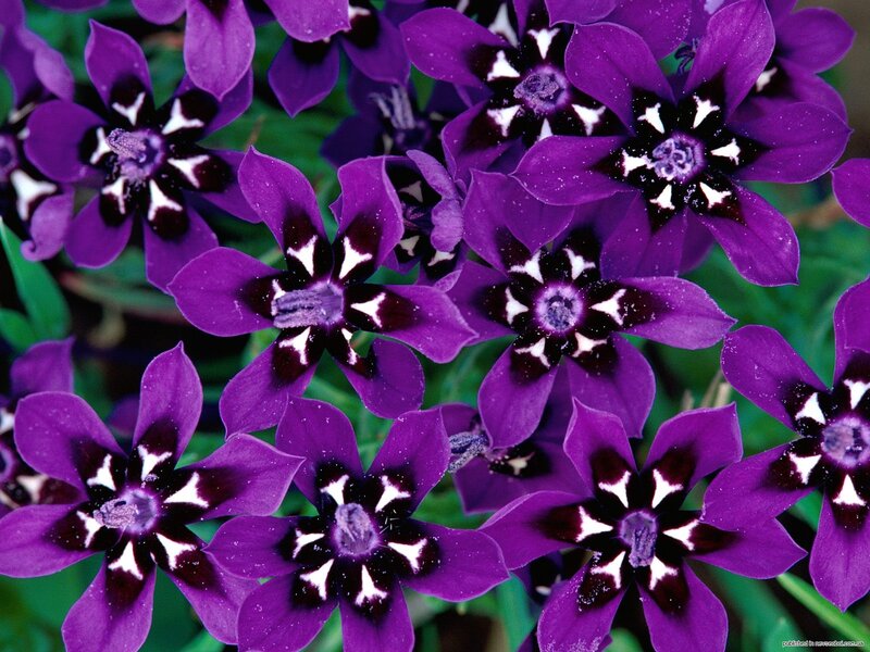 Purple Flowers with Black Centers