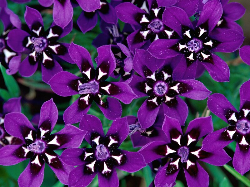Purple Flowers with Black Centers — Vibrant, Photograph, Leaves
