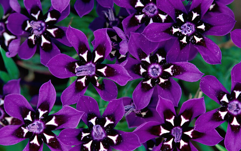Purple Flowers with Black Centers — Vibrant