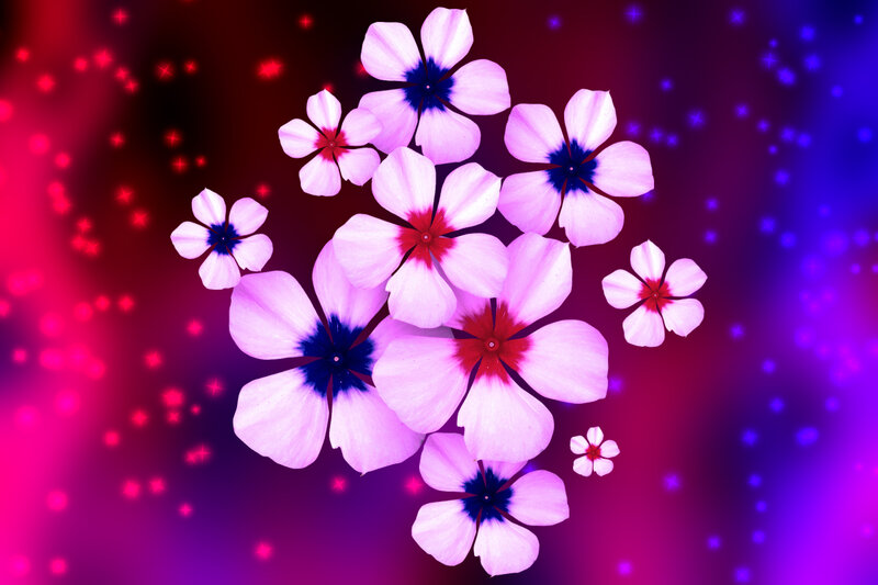 Purple Flowers with Blue Centers — Dreamy