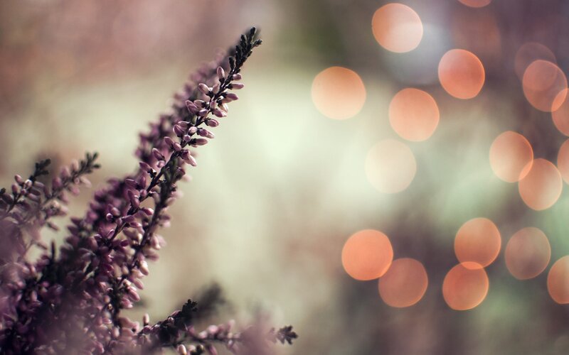 purple flowers with bokeh lights