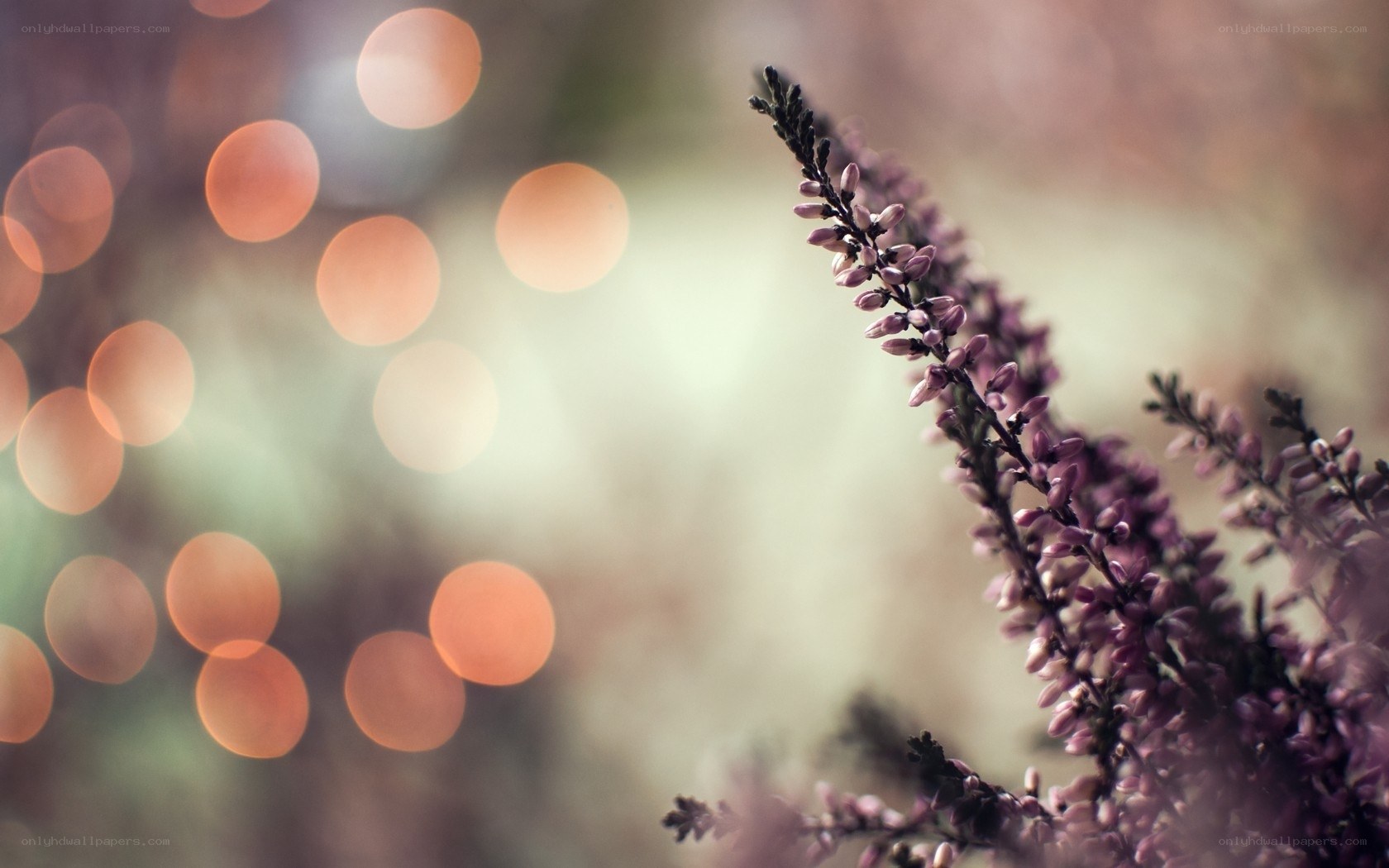 Purple flowers with bokeh lights