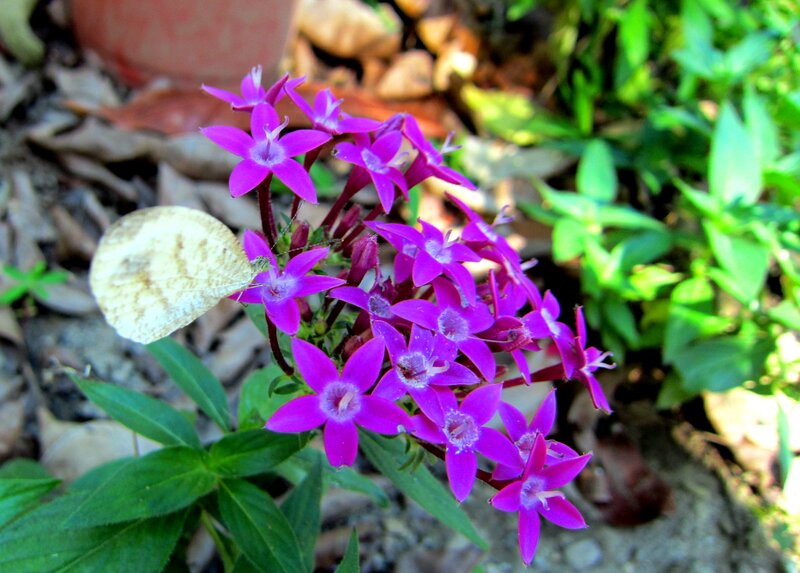 Purple Flowers with Butterfly — Natural