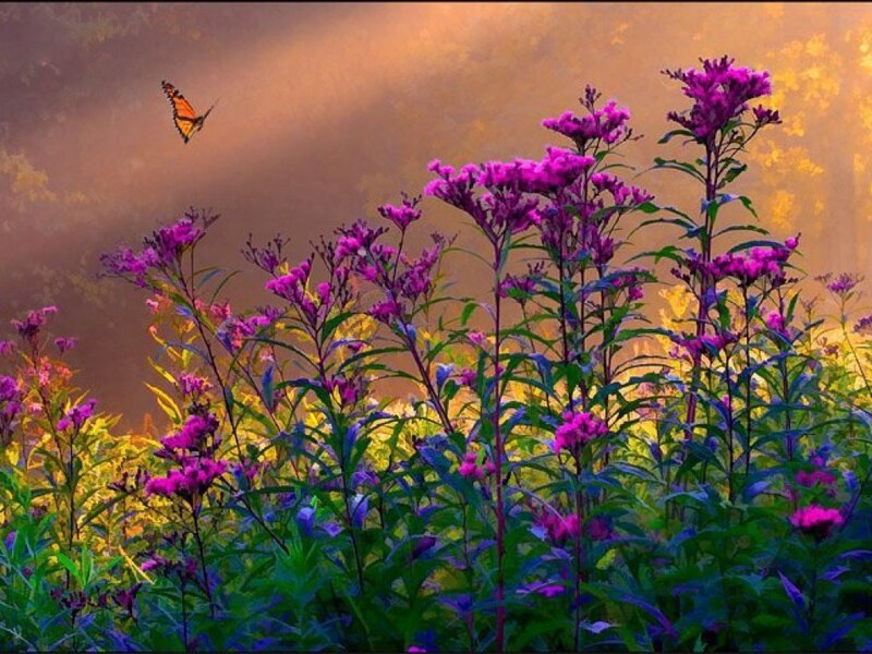 Purple Flowers with Butterfly — Serene, Sunset