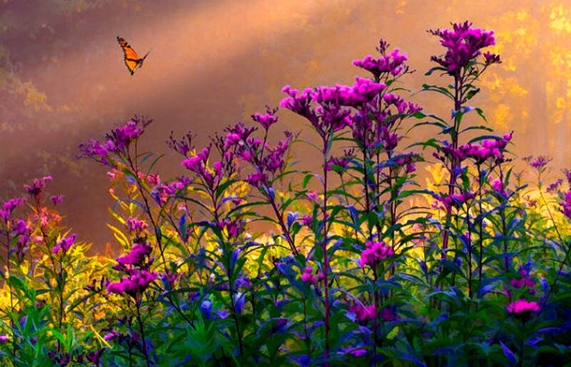Purple Flowers with Butterfly — Serene