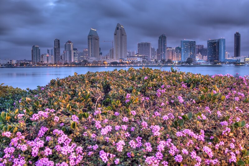 Purple Flowers with City Skyline