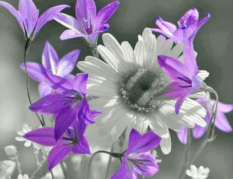 Purple Flowers with Daisy