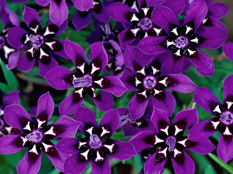 Purple flowers with dark centers