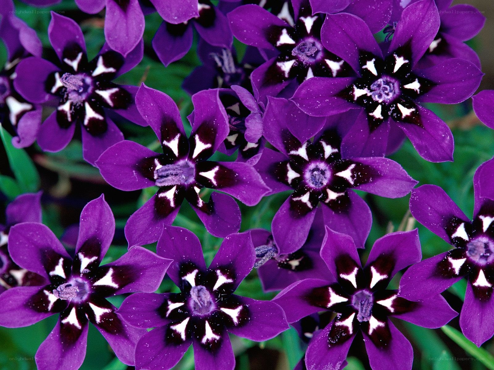 Purple flowers with dark centers