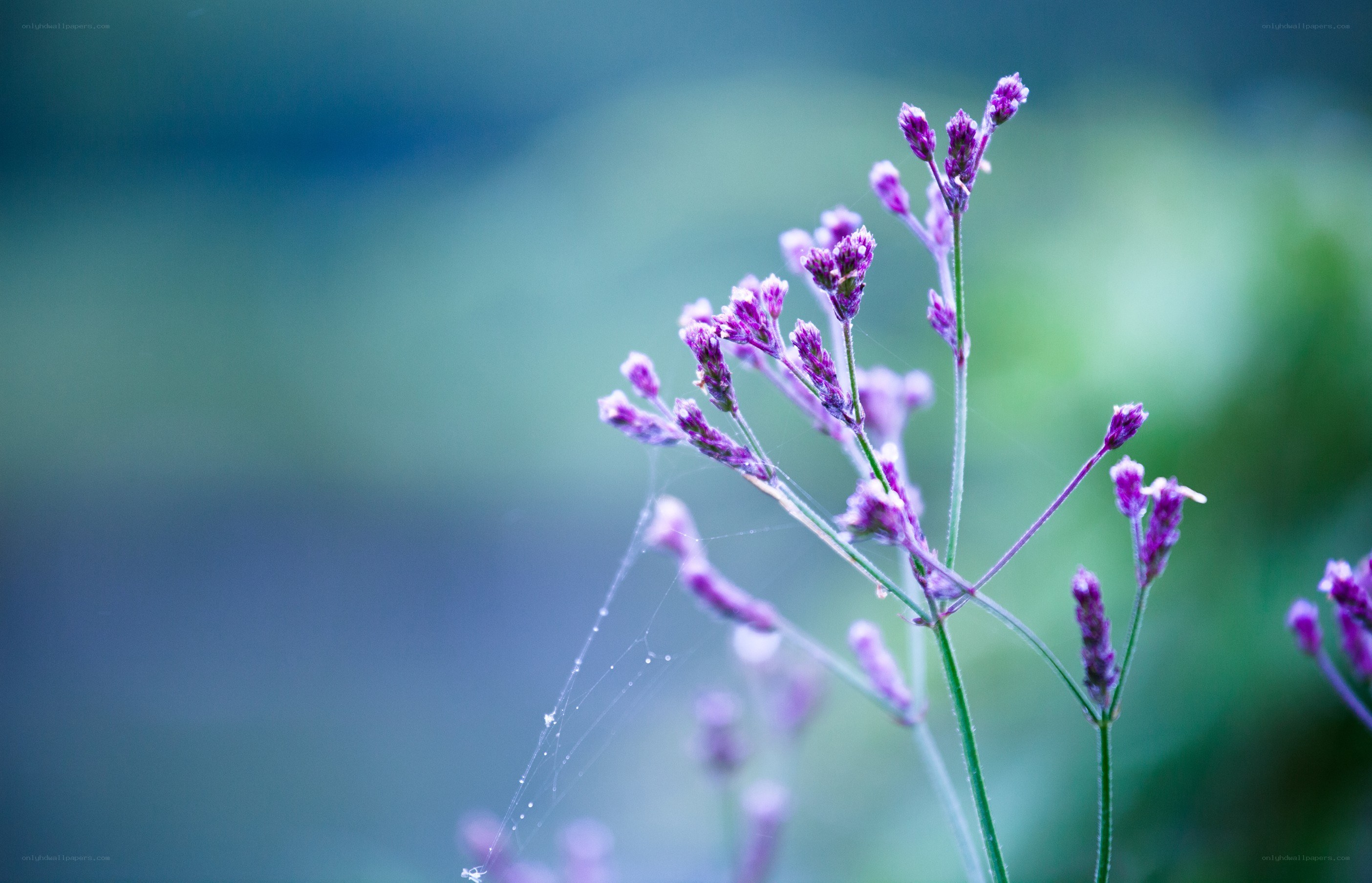 purple flowers with dew