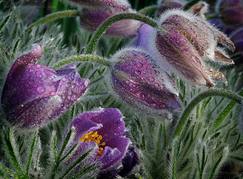 Purple flowers with dew