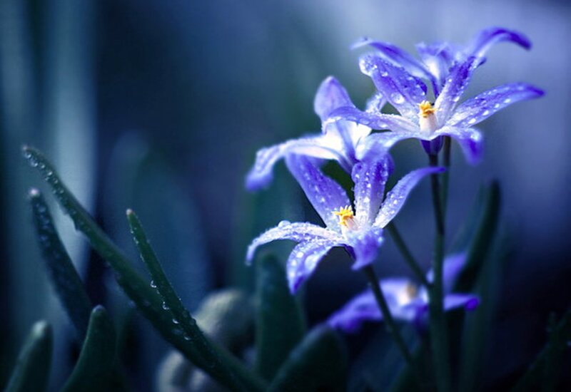 Purple Flowers with Dew — Blue