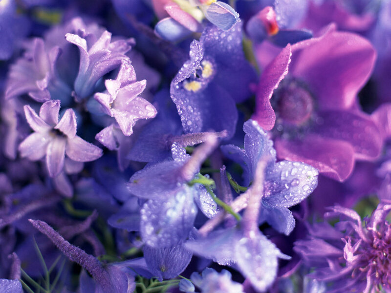 Purple Flowers with Dew — Calm, Morning