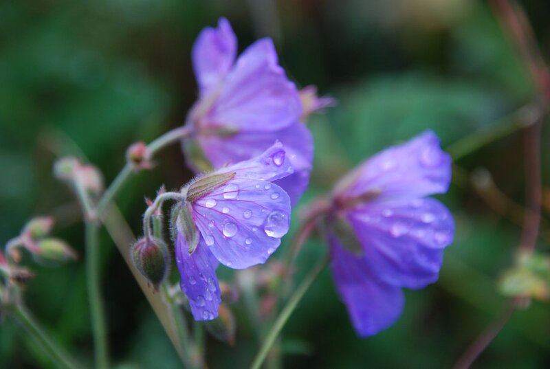 Purple Flowers with Dew — Calm