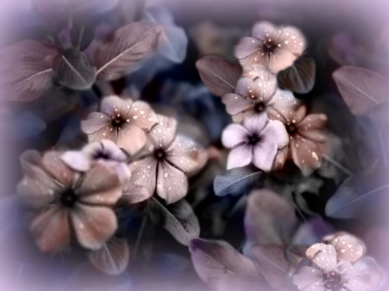 Purple Flowers with Dew — Dreamy