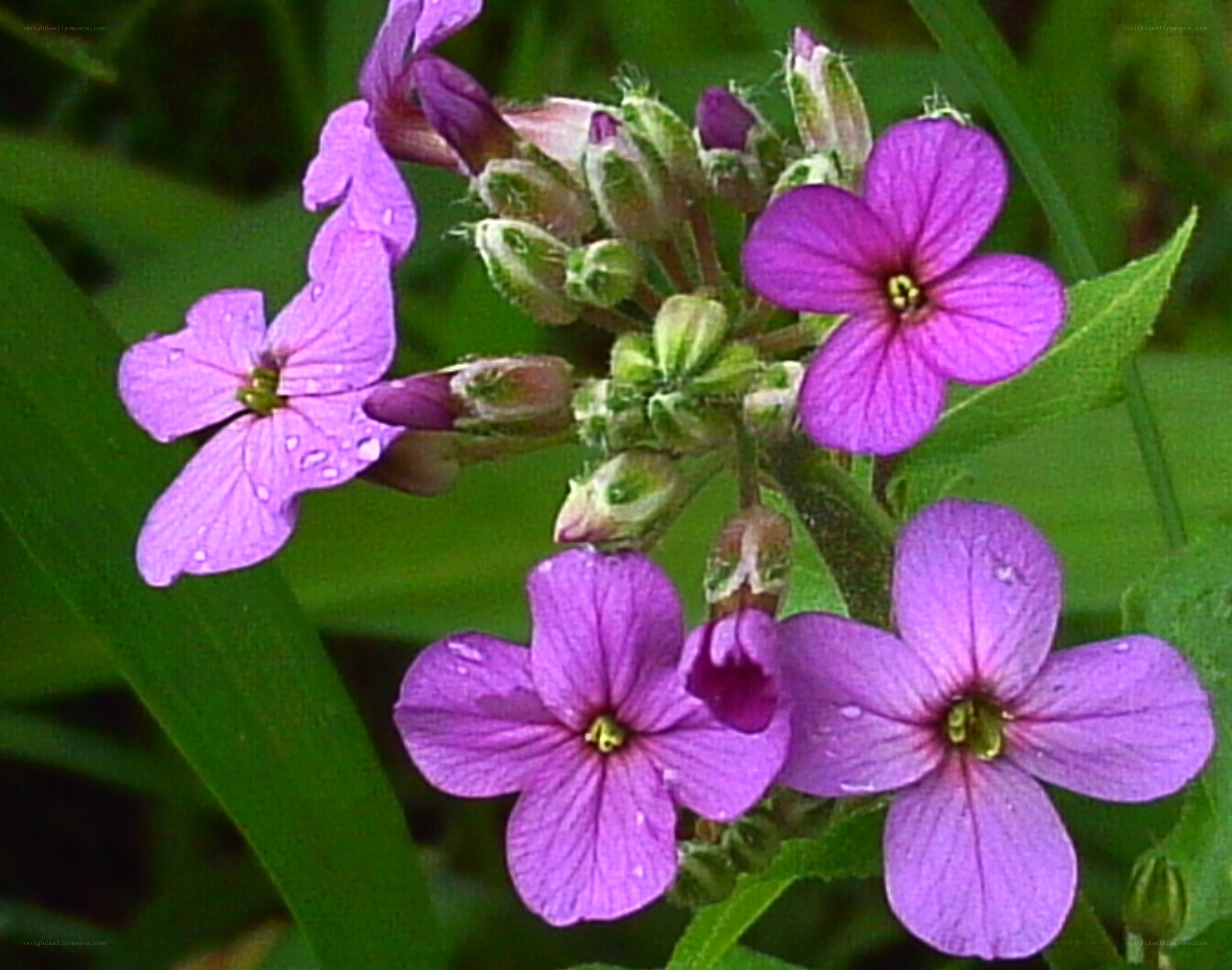purple flowers with dew drops