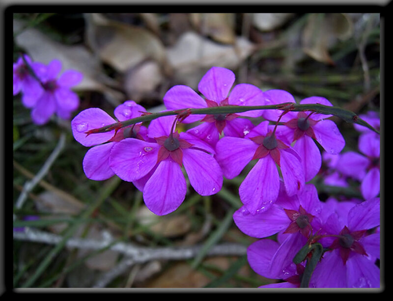purple flowers with dew drops