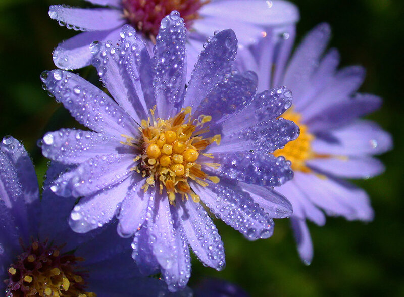 Purple flowers with dew drops