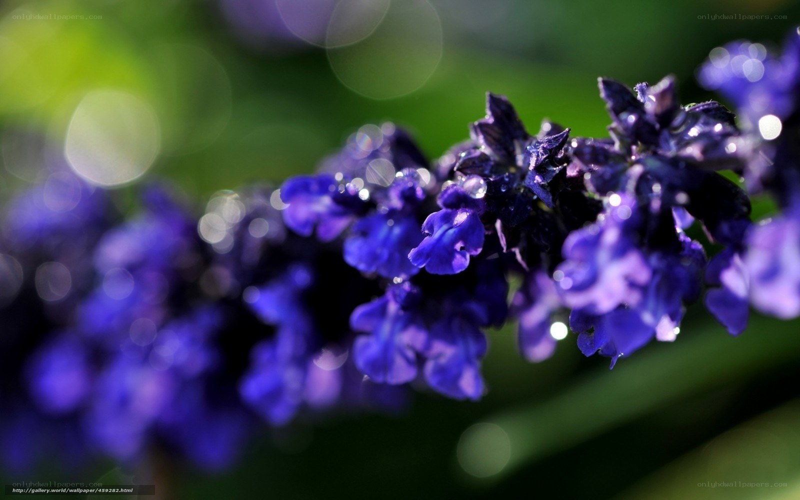Purple flowers with dew drops