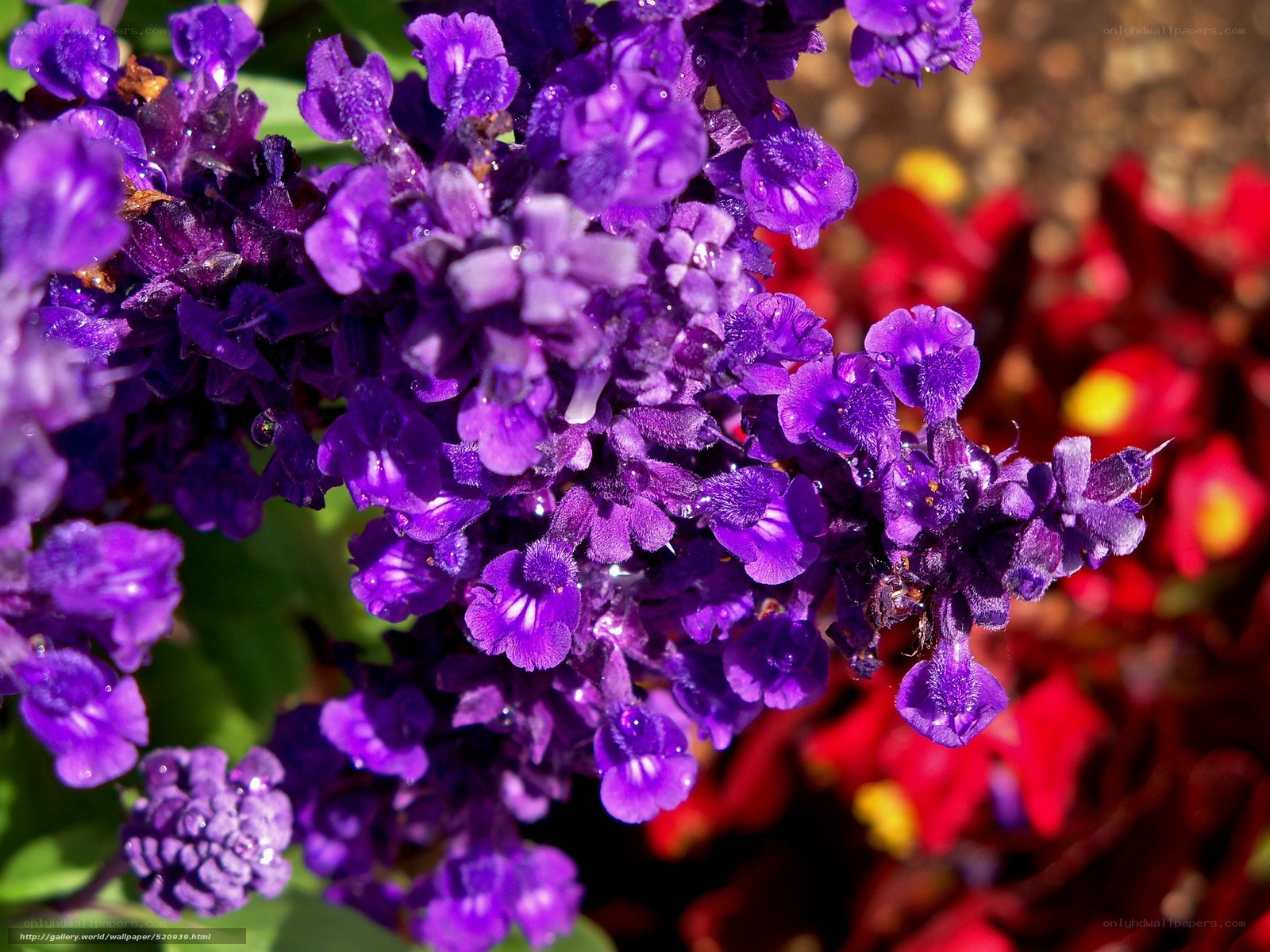 Purple flowers with dew drops
