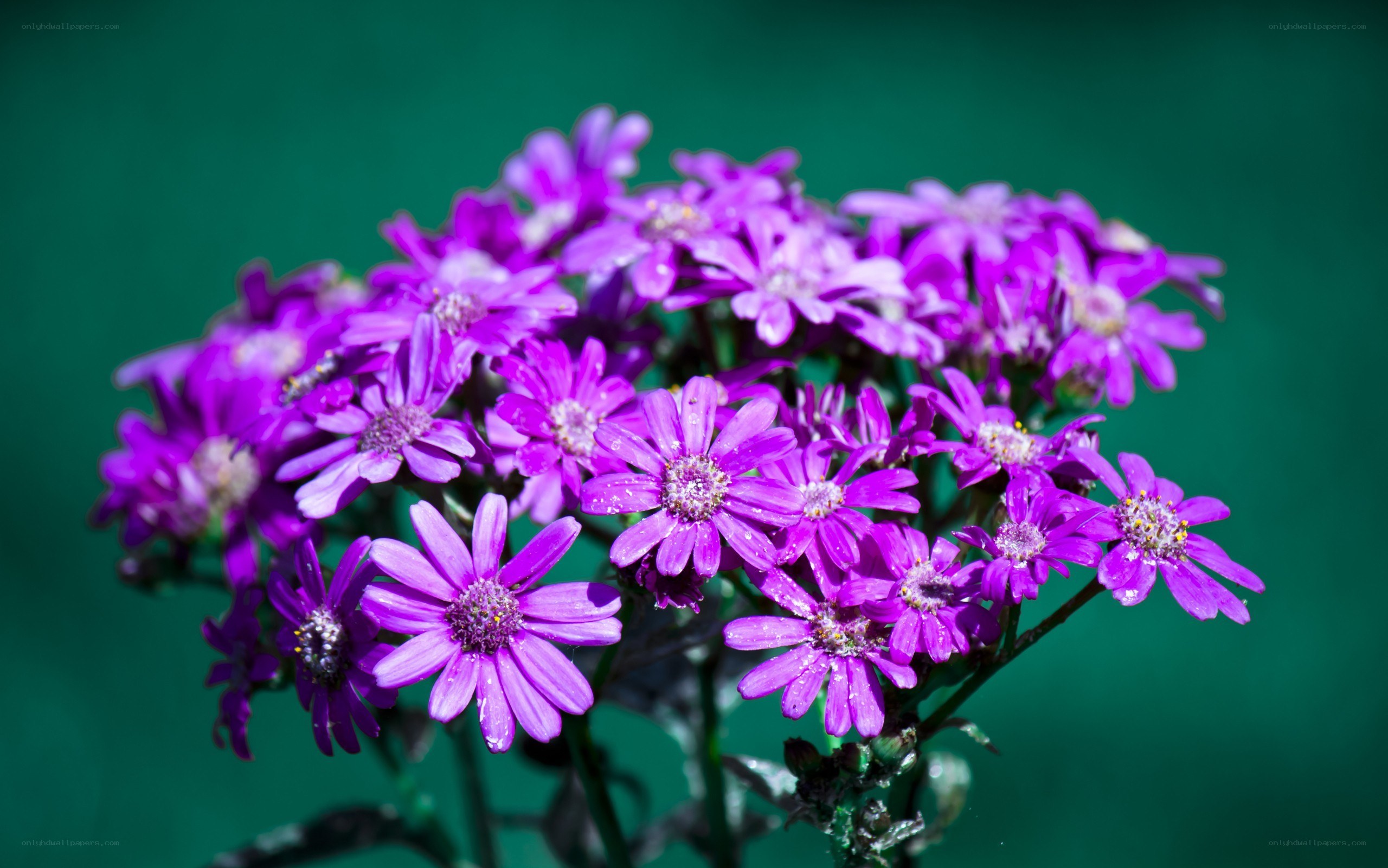 Purple flowers with dew drops