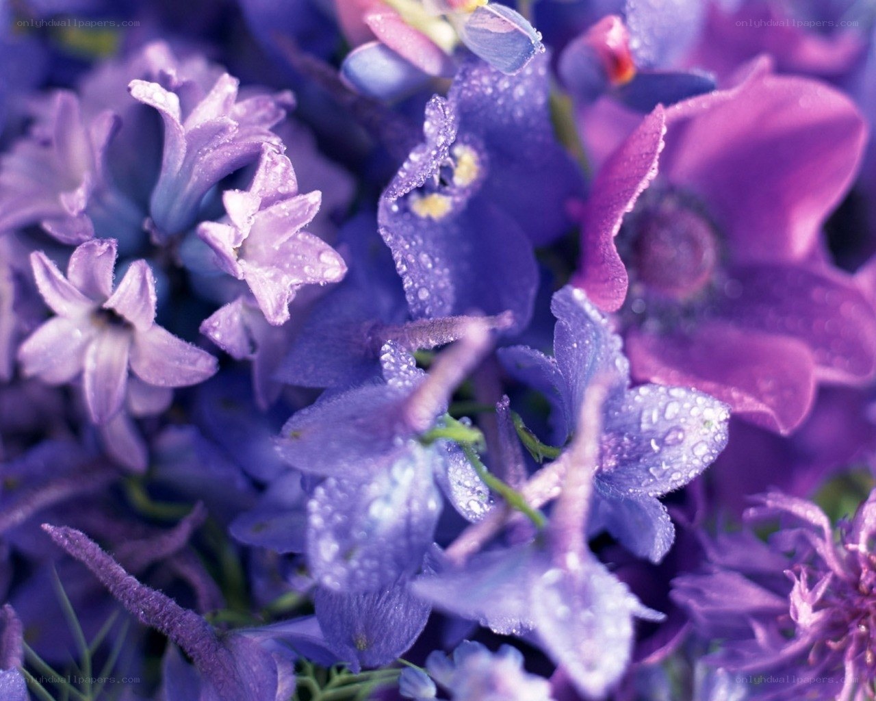 purple flowers with dew drops