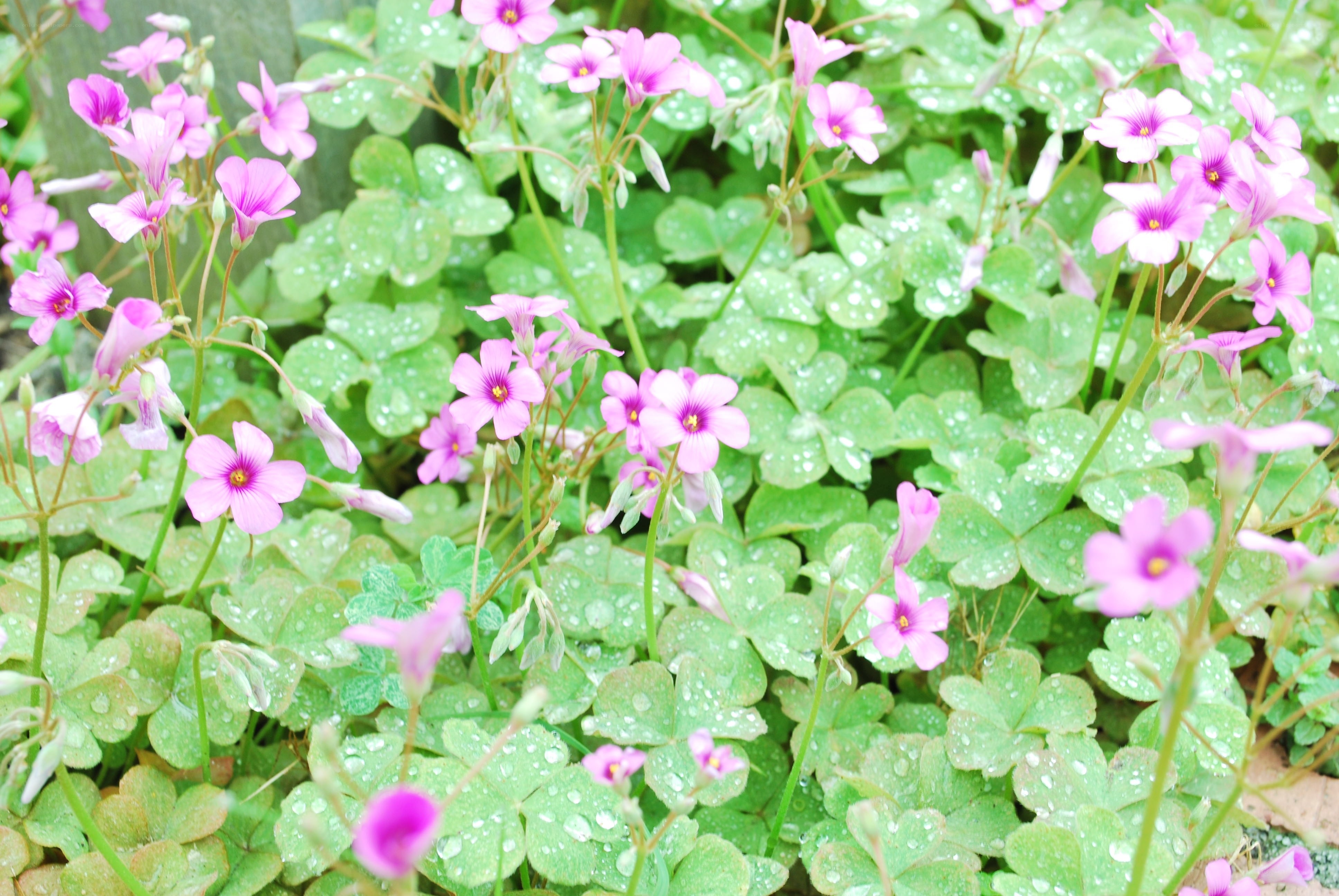 Purple flowers with dew drops