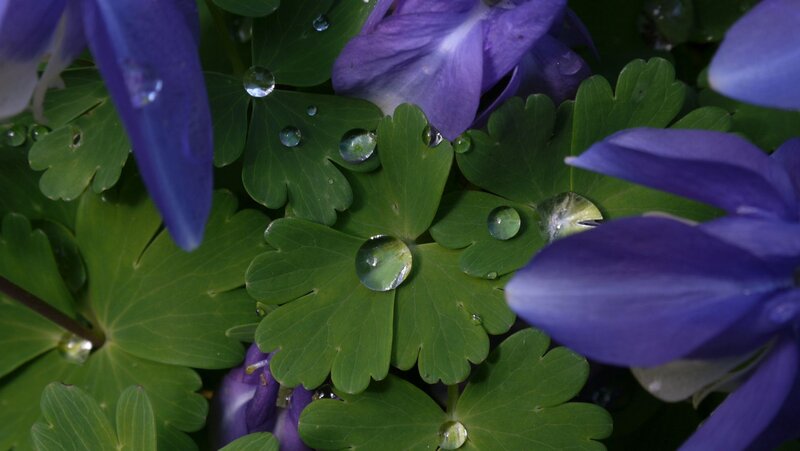 Purple Flowers with Dew — Green