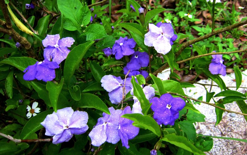 Purple Flowers with Dew — Natural