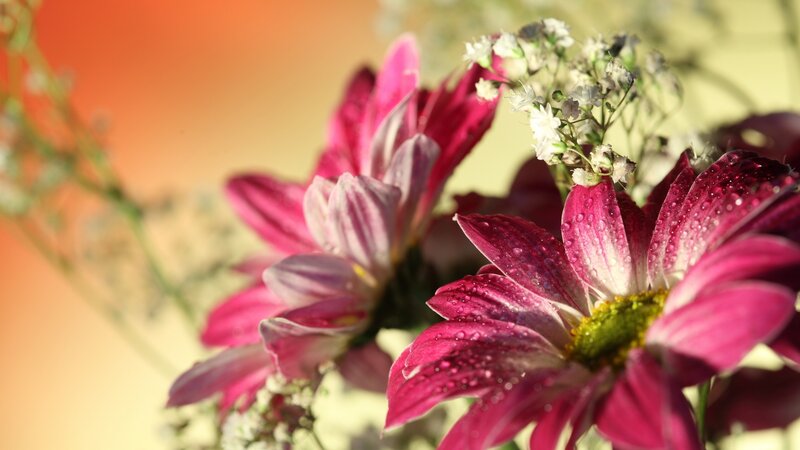Purple Flowers with Dew — Pink, Serene