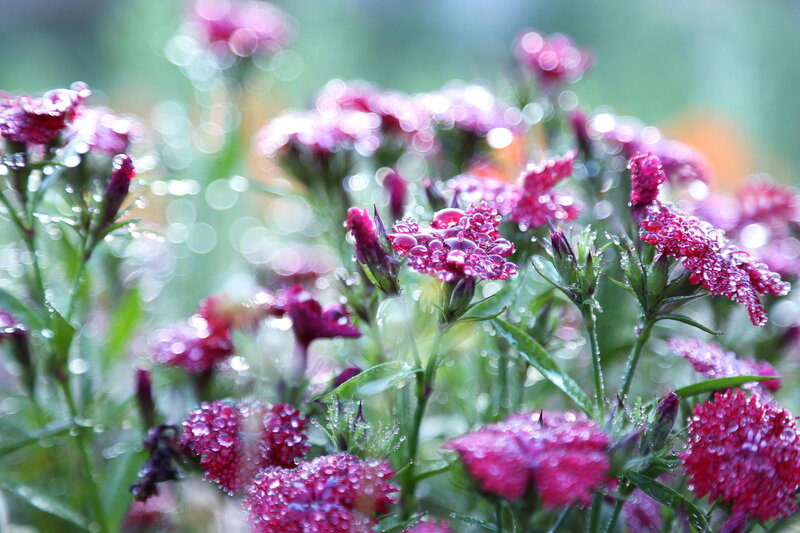 Purple Flowers with Dew — Pink
