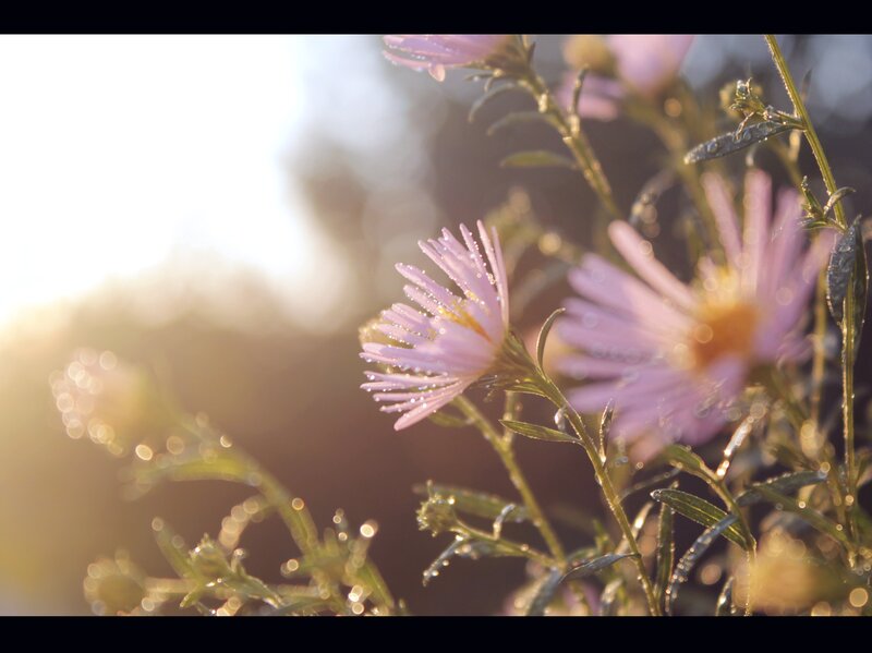 Purple Flowers with Dew — Serene, Morning, Photograph, Dew Drops, Sunlight