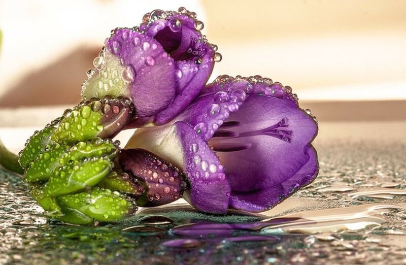Purple Flowers with Dew — Serene, Morning, Photograph, Dew Drops