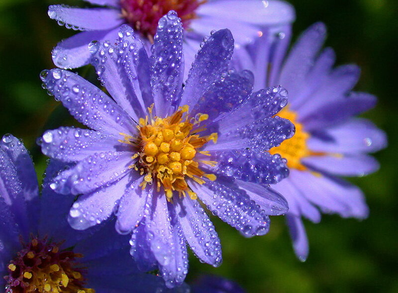 Purple Flowers with Dew — Serene, Morning, Photograph
