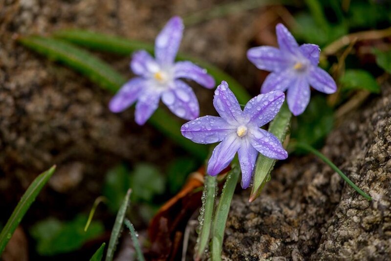 Purple Flowers with Dew — Serene, Morning