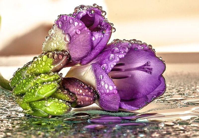 Purple Flowers with Dew — Serene, Photograph
