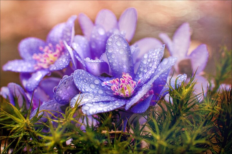 Purple Flowers with Dew — Serene, Spring