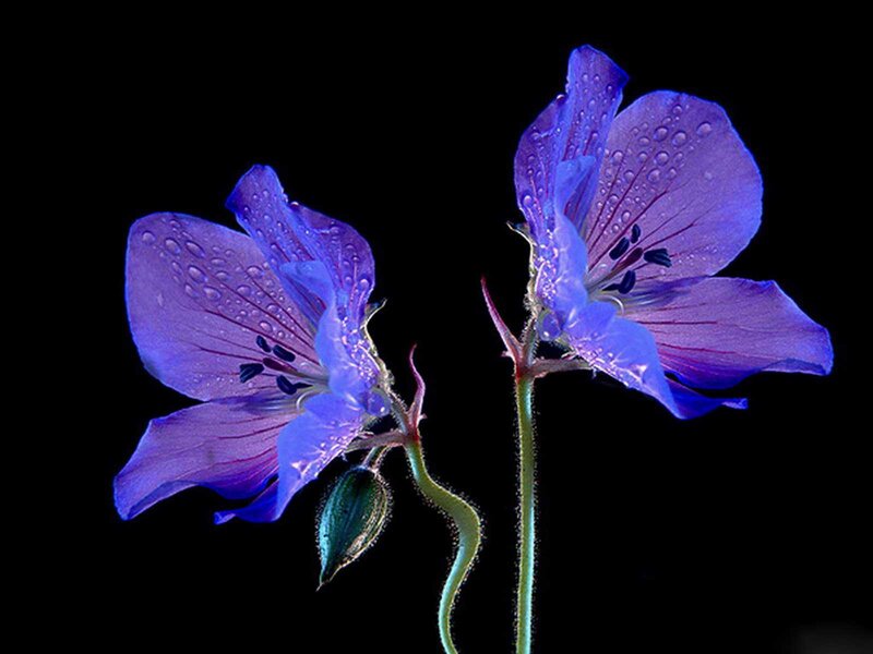 Purple Flowers with Dew — Serene