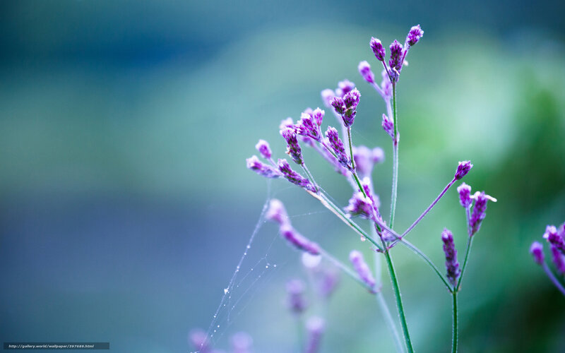 purple flowers with dew
