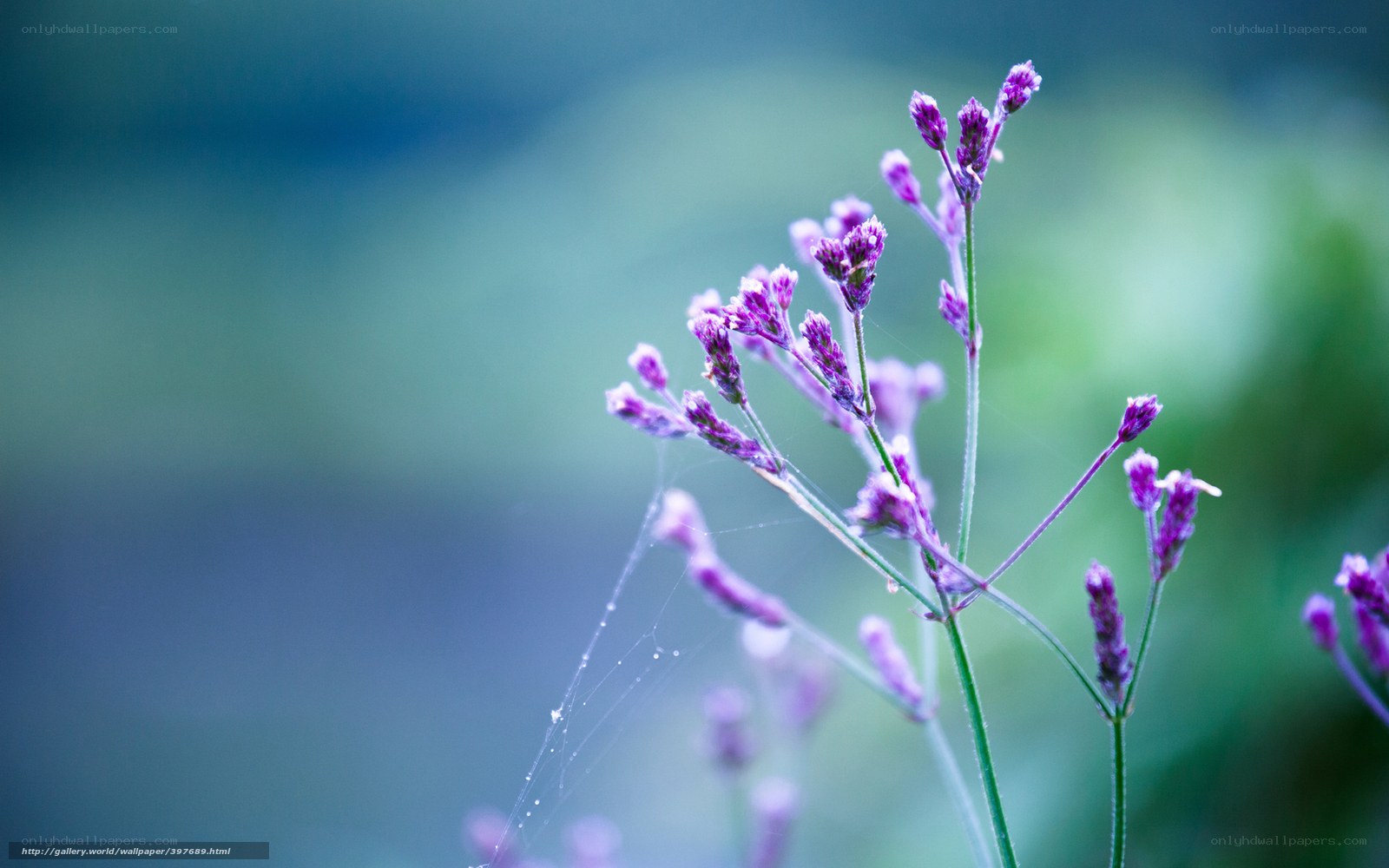 purple flowers with dew
