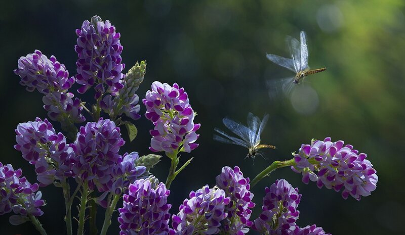 Purple Flowers with Dragonflies — Serene
