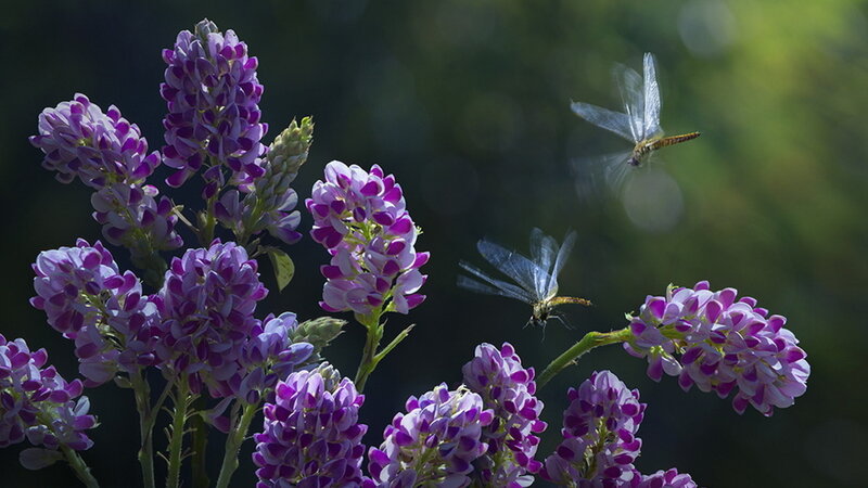 Purple Flowers with Dragonflies