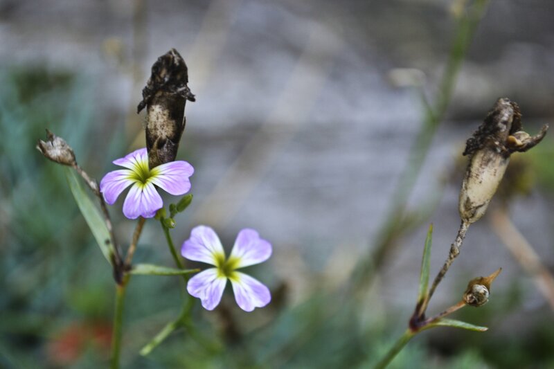 purple flowers with dried seed pods