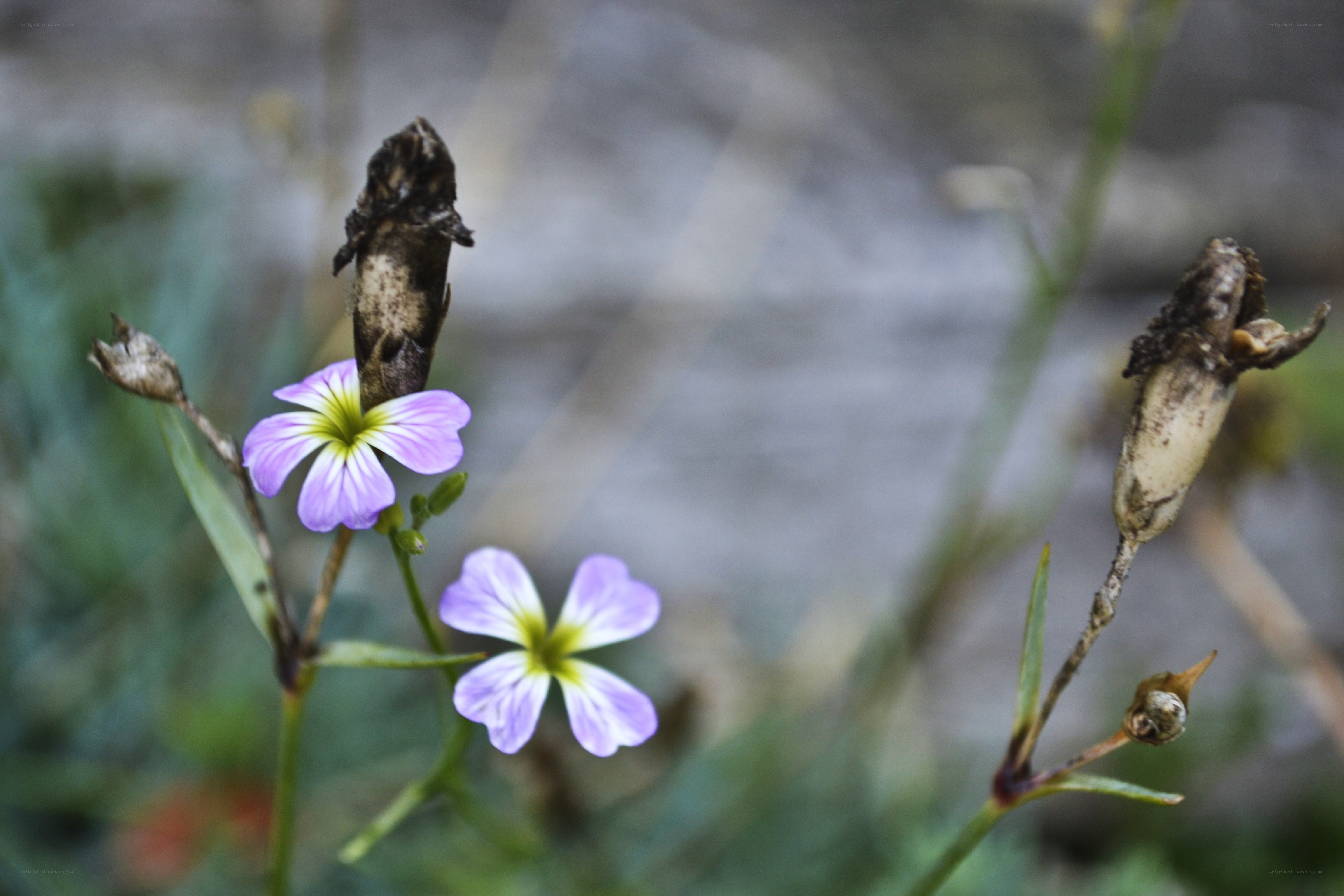 purple flowers with dried seed pods