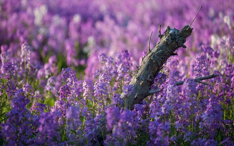 Purple Flowers with Driftwood