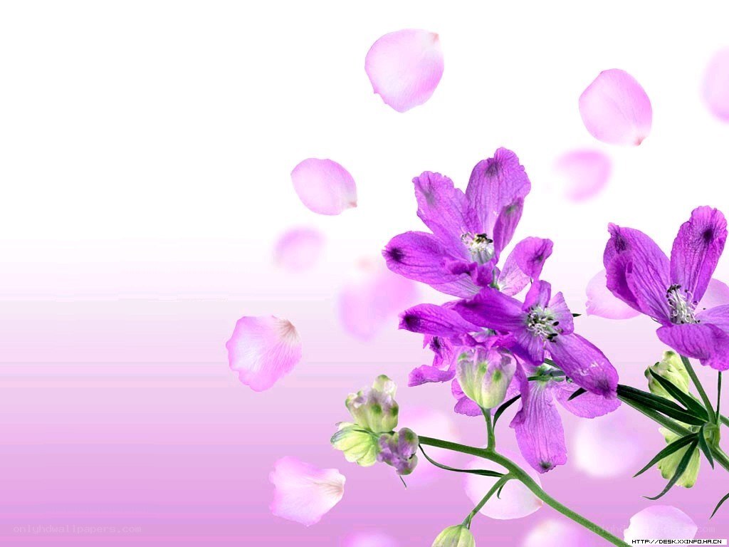 purple flowers with falling petals