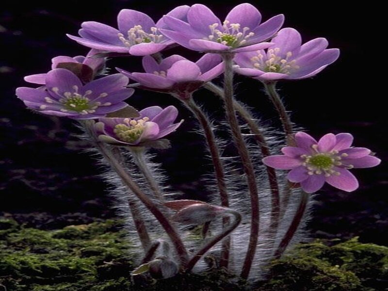 Purple Flowers with Furry Stems