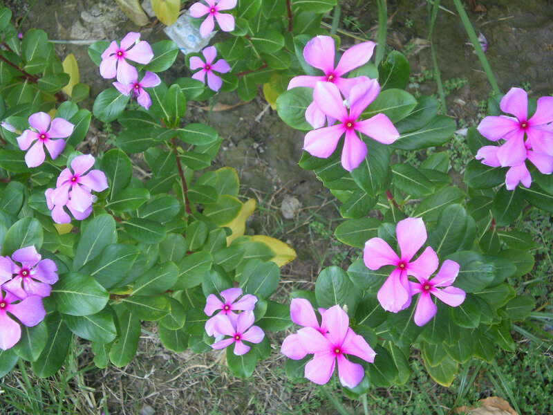 purple flowers with green leaves