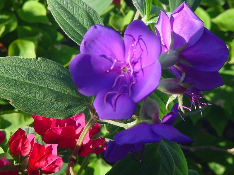 purple flowers with green leaves